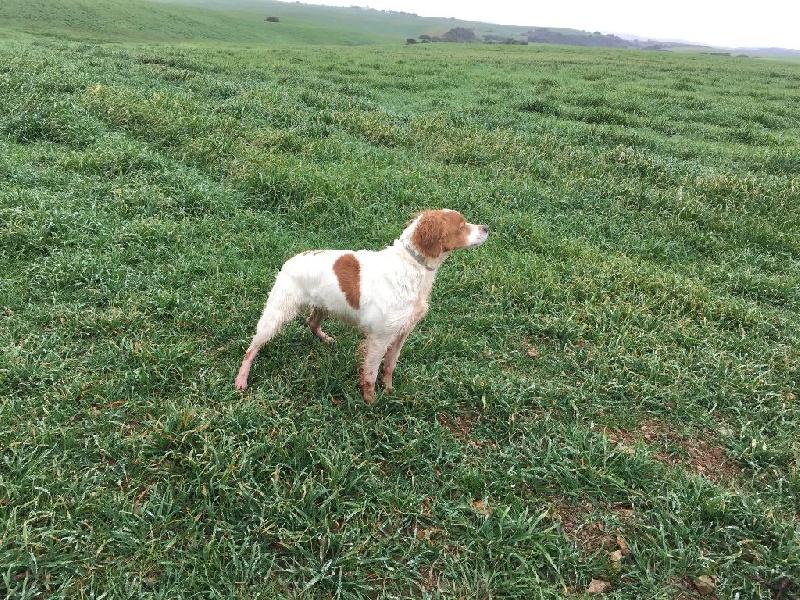 DUNE DU DOMAINE DE FAYET | Brittany 