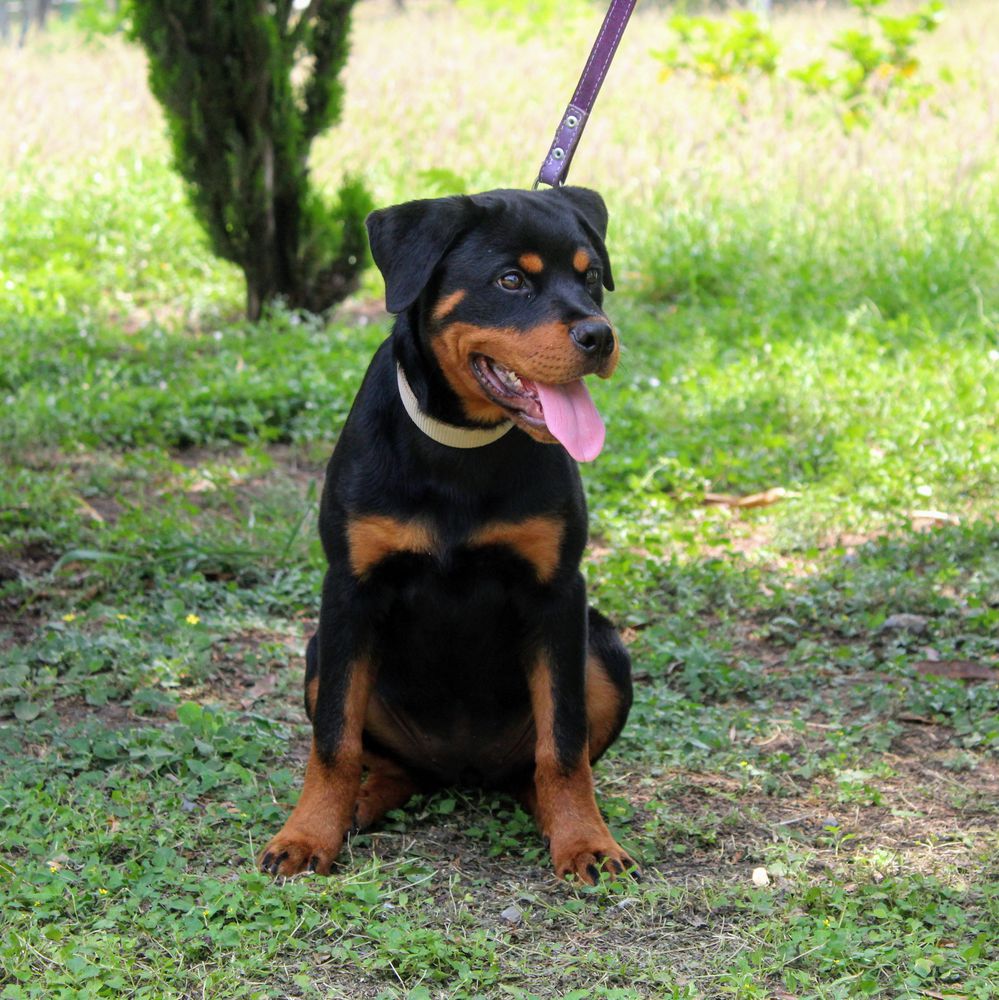 Lila Von Elmart | Rottweiler 