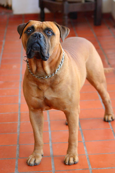 HERR TANGO DE KRUPP DE ESCOBAR | Bullmastiff 