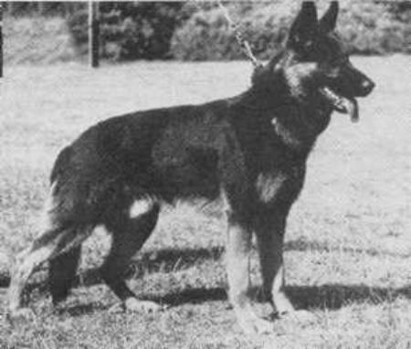 Lars vom Fürstendamm | German Shepherd Dog 