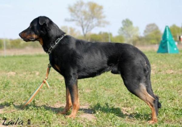 Kerang Warrior Soul | Beauceron 