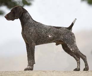 Garbonita Arizona Rainemaker | German Shorthaired Pointer 