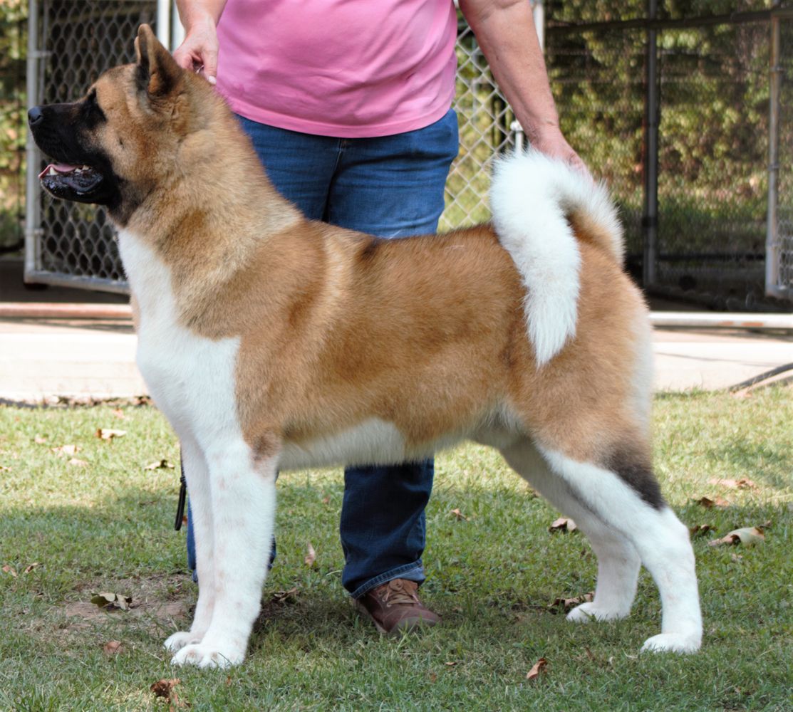 Quantum &amp; Minda Showboat | Akita 