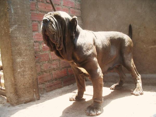 GALASSIA DELLA FORZA DEL POLANCO | Neapolitan Mastiff 