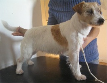 Edna delle Grandi Ombre | Jack Russell Terrier 