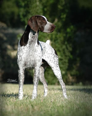 Robin Crest Piper Sonoma | German Shorthaired Pointer 