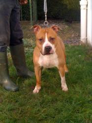 Auxmo ( No Affixe) | American Staffordshire Terrier 