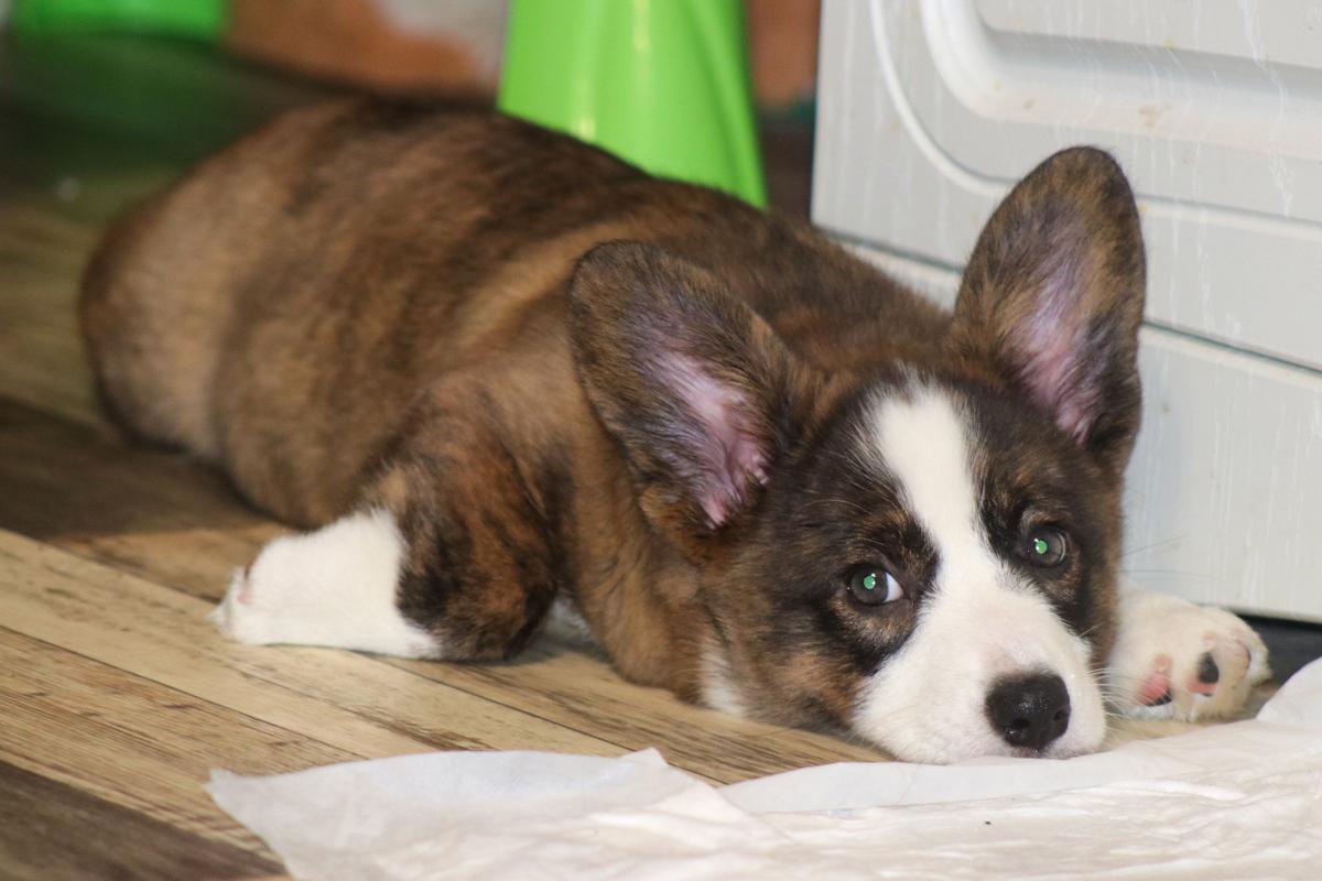 OLiviya for Loyal Ally | Cardigan Welsh Corgi 