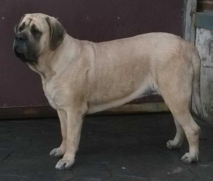 TIFANY (FLORES) | Mastiff 