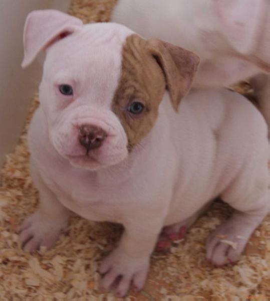 ORION BULLDOGISLAND | American Bulldog 