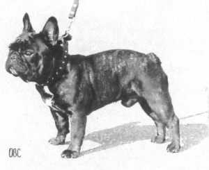 Leiböll'S Hannibal | French Bulldog 