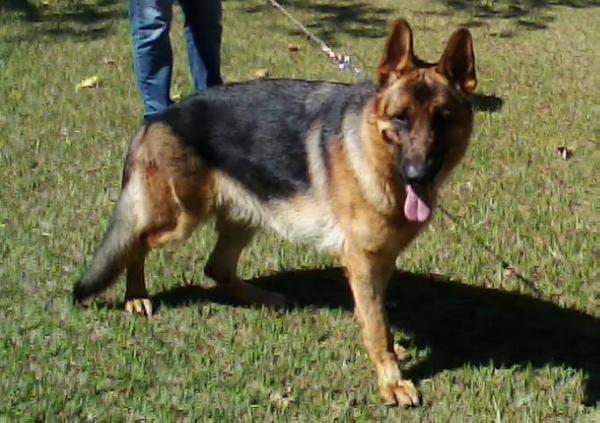 I'Jake da Casa da Serva | German Shepherd Dog 
