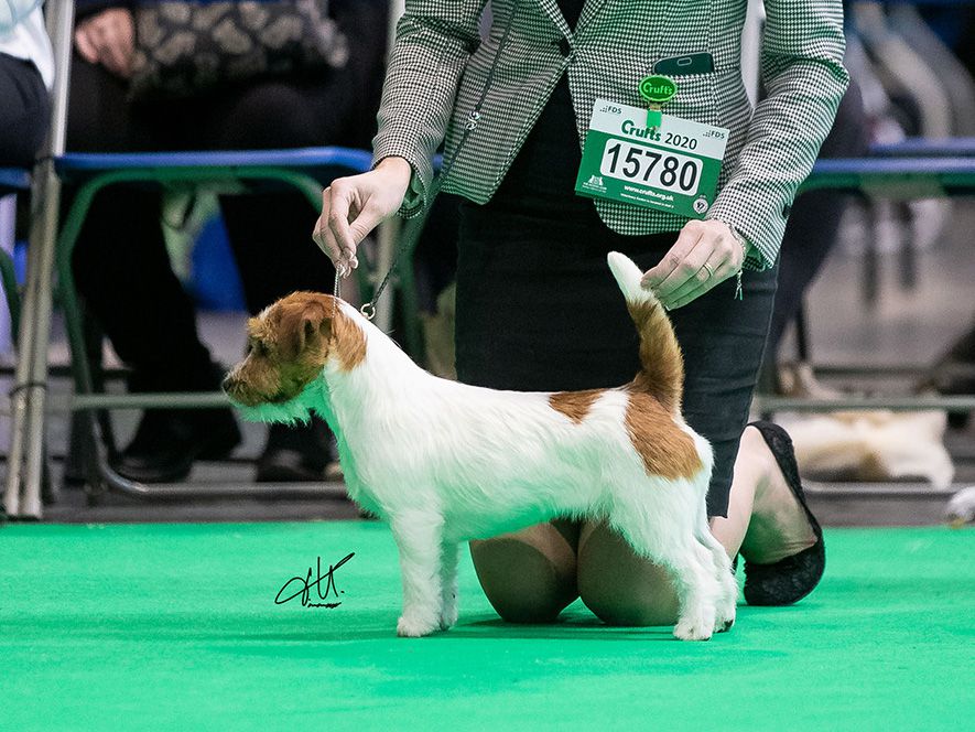 Ariko Koyu Columbusovna | Jack Russell Terrier 