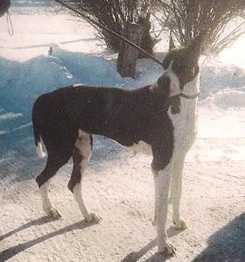 Et Tu Dreams Come True | Great Dane 