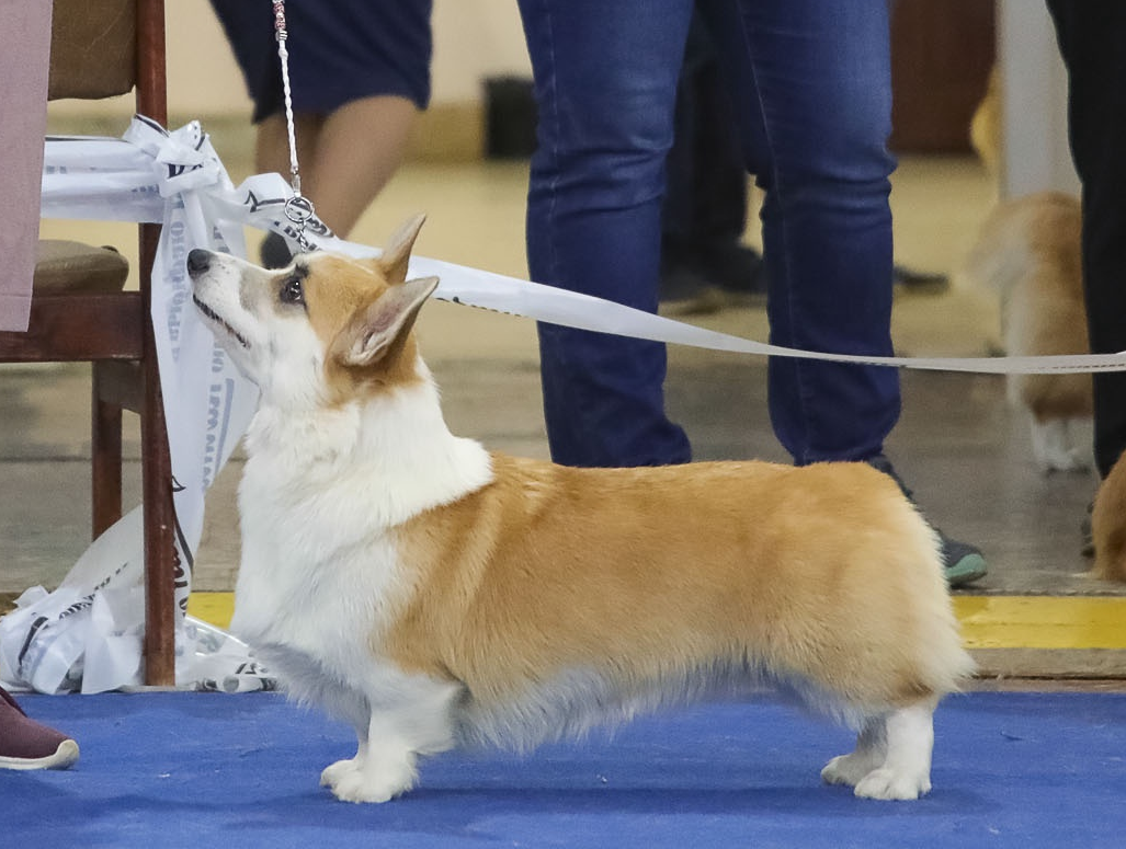 Eloriya Zheltaya Roza | Pembroke Welsh Corgi 