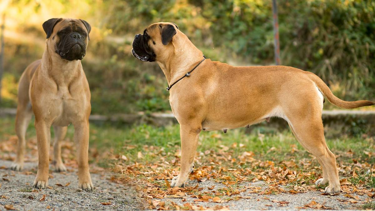 Rysid Stubborn Love | Bullmastiff 