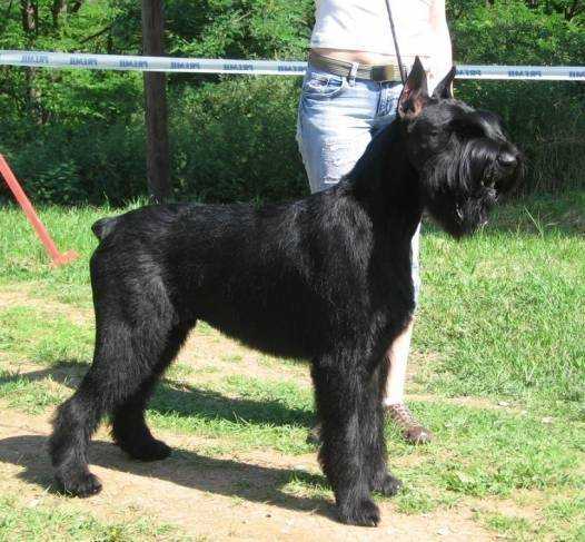 Gloris Darling  Carlo the Great | Giant Schnauzer 