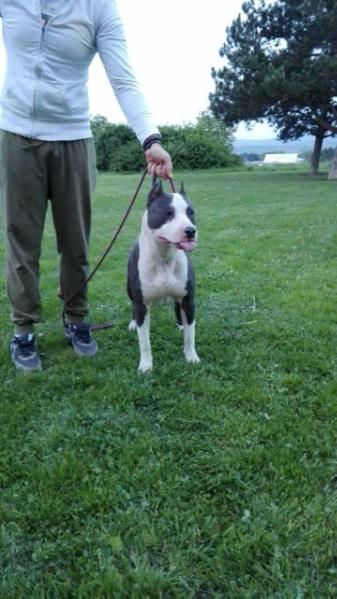 Achiles | American Staffordshire Terrier 
