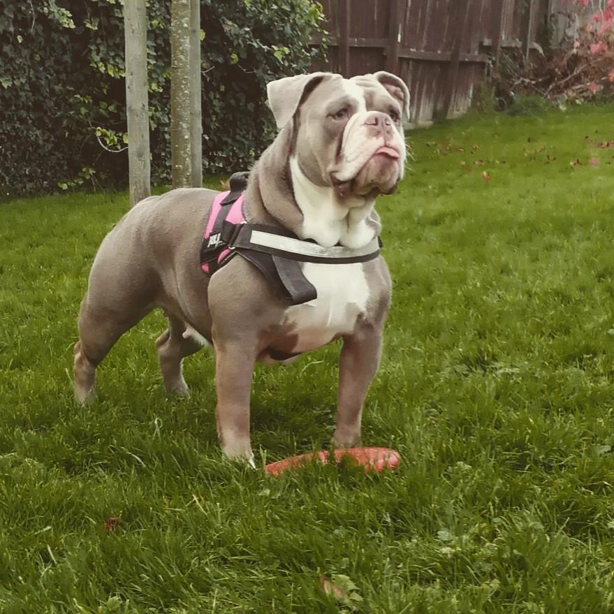 Kartels Storm | Olde English Bulldogge 