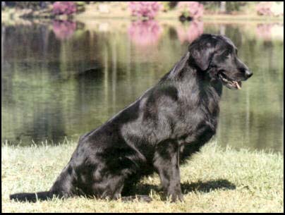 Jon-Lee's Spring Valley Atari | Flat-Coated Retriever 