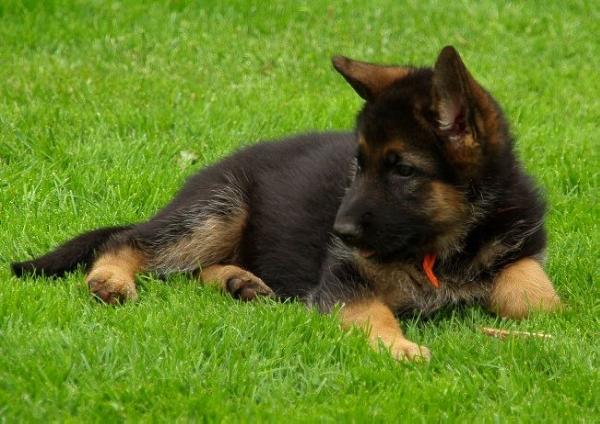 Iska von Brabandt | German Shepherd Dog 