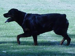 Venus vom Hause Neubrand | Rottweiler 