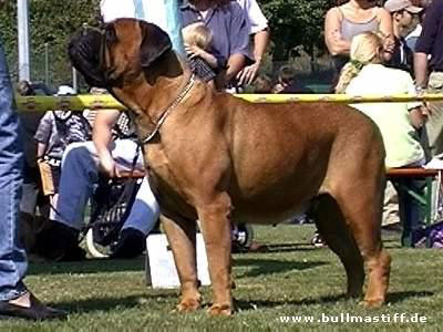 Tina turner von frankental | Bullmastiff 