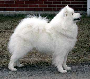 De Villaodon Cattalinna-Queen | Samoyed 