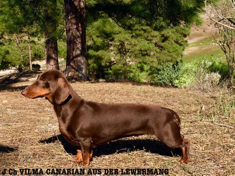 Vilma Canarian aus der Lewermang | Dachshund 
