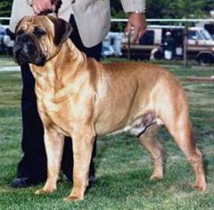 Aamodt's Little Cyrus Noble | Bullmastiff 