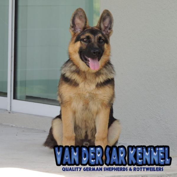 Albert Van Der Sar | German Shepherd Dog 