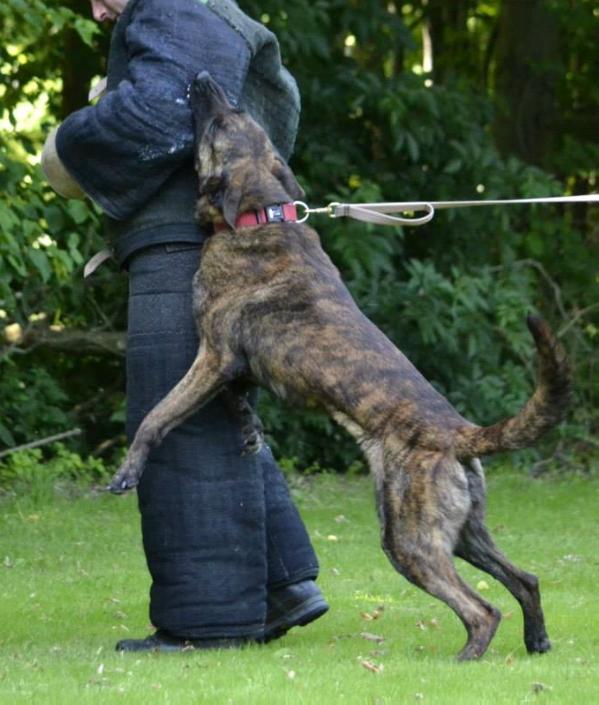 Jannic van 't Struweel | Dutch Shepherd 