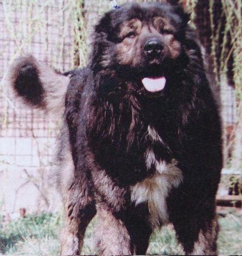 Bahcsi Szerat Arkan | Caucasian Mountain Dog 