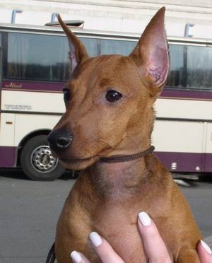 Nasha Marka Jak Leman | Miniature Pinscher 