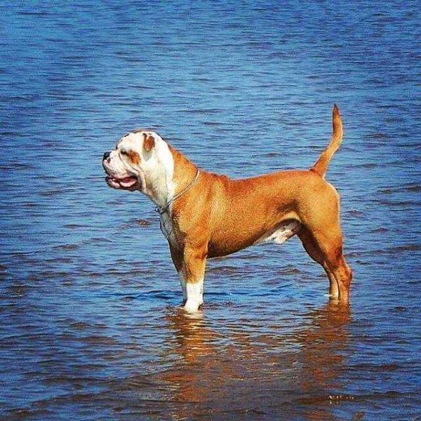 Angeleyes Adriano | Olde English Bulldogge 