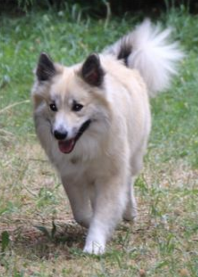 Fani aus Vinkona | Icelandic Sheepdog 