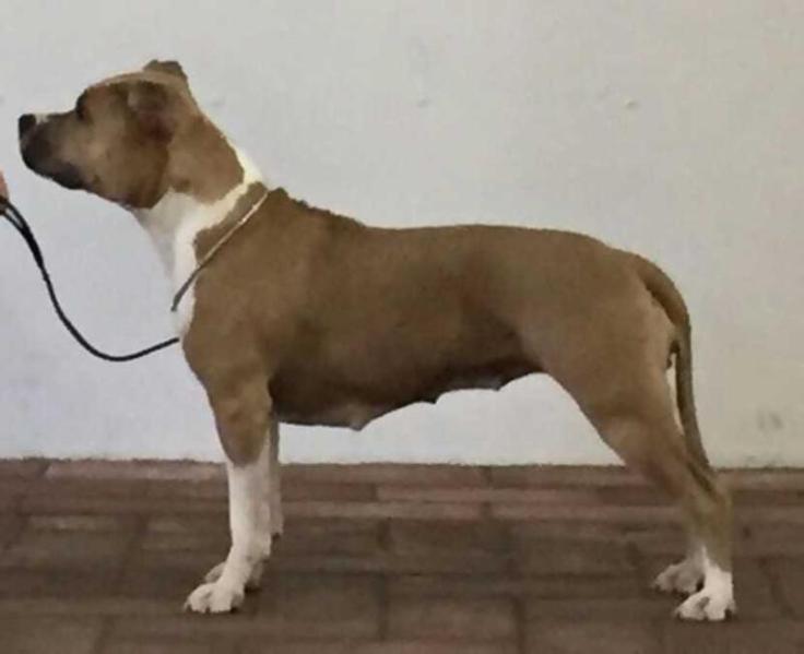 Royal Duchess From Fabulous Dreams | American Staffordshire Terrier 