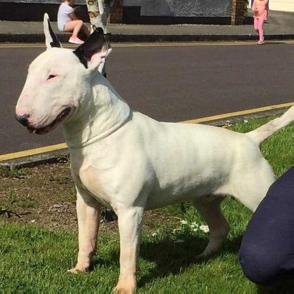 IRON At NaragaBully Z Rzymskich Legionow | Bull Terrier 