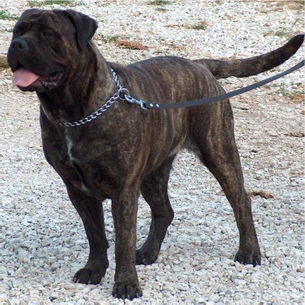 Up to date des Jardins d'Atlantis | Bullmastiff 