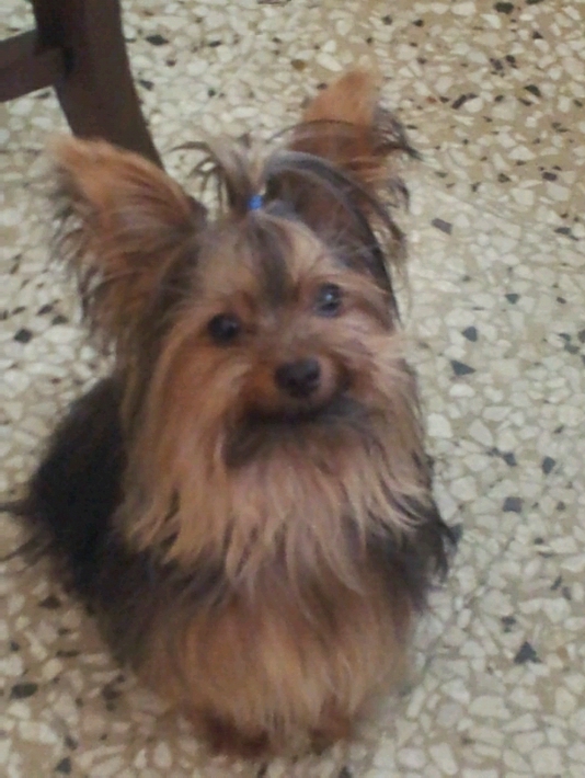 J J Rivera | Yorkshire Terrier 