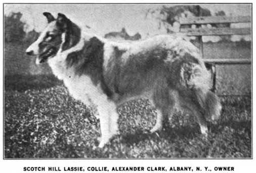 Scotch Hill Lassie | Rough Collie 