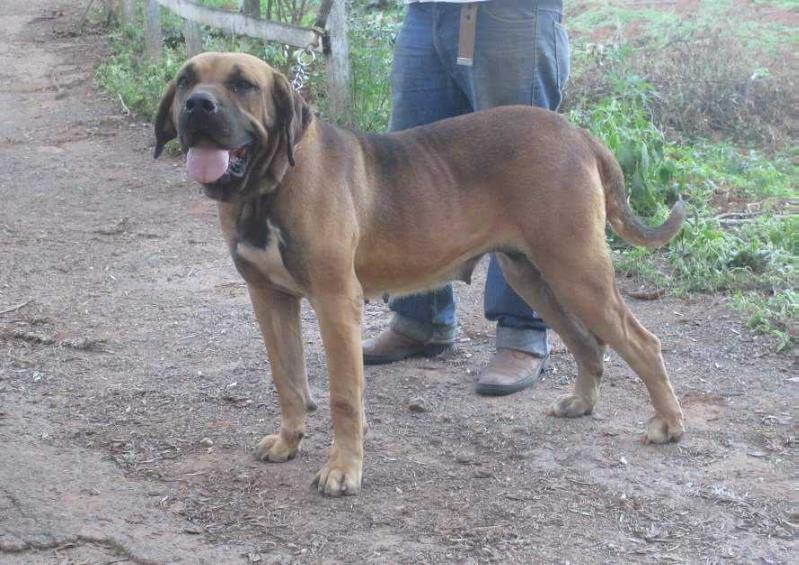 Bony Gigantes do Apora | Fila Brasileiro 