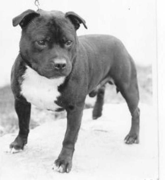 Lydes Roving Rolls | Staffordshire Bull Terrier 