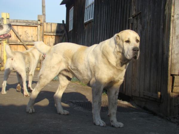 Blesk Urala Zoldosh | Central Asian Shepherd Dog 