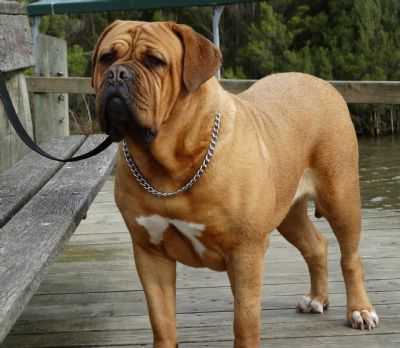 Deauxrogue Lelani Grace | Dogue de Bordeaux 