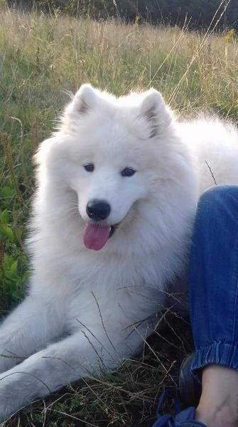 DUBLIN FURIOUS The Glow Of The Snowy Star | Samoyed 