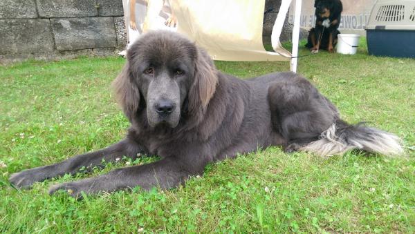CHATA VIO-COR | Tibetan Mastiff 