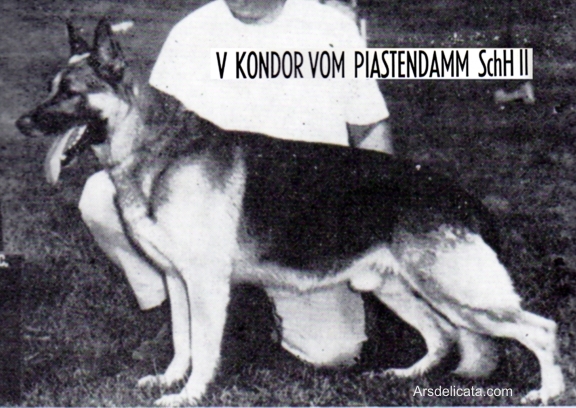 Kondor vom Piastendamm | German Shepherd Dog 