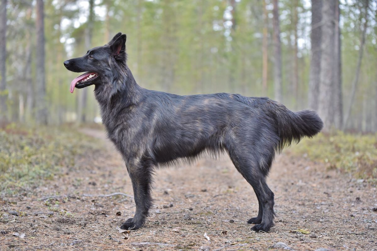 Azuricoyotes Sweet Skooma | Dutch Shepherd 