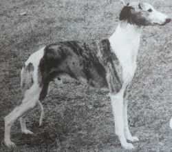 Savilepark SUBASTRAL | Whippet 